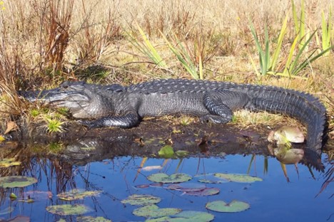American Alligator