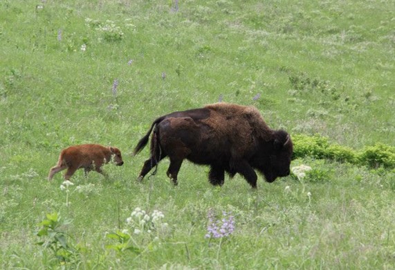 American Bison
