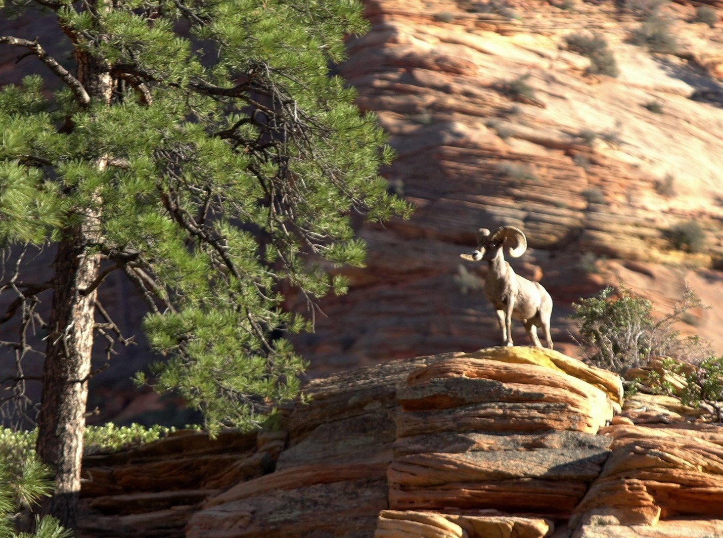 Bighorn Sheep
