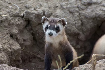 Black Footed Ferret