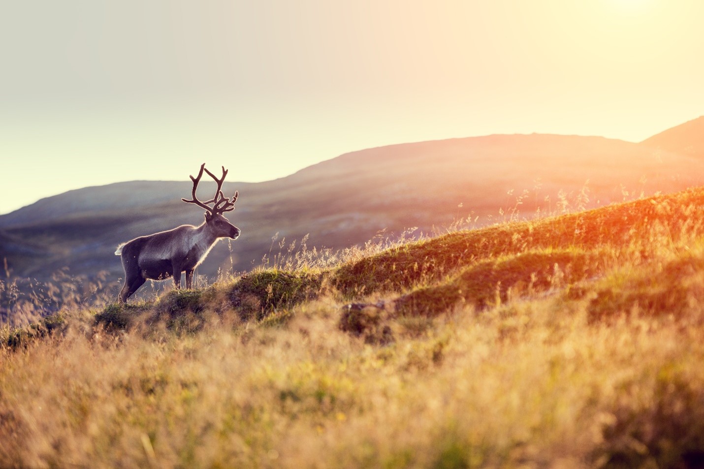 Caribou