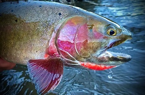 Cutthroat Trout