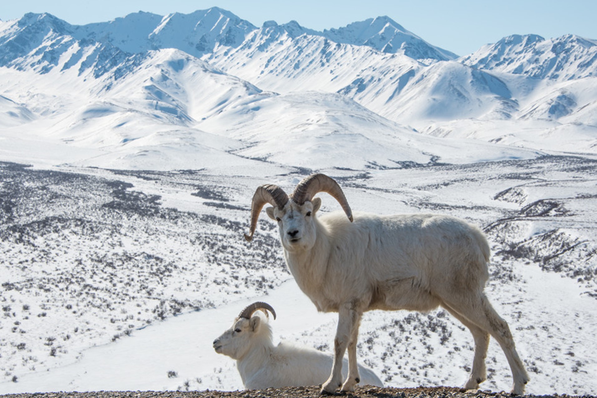 Dall Sheep