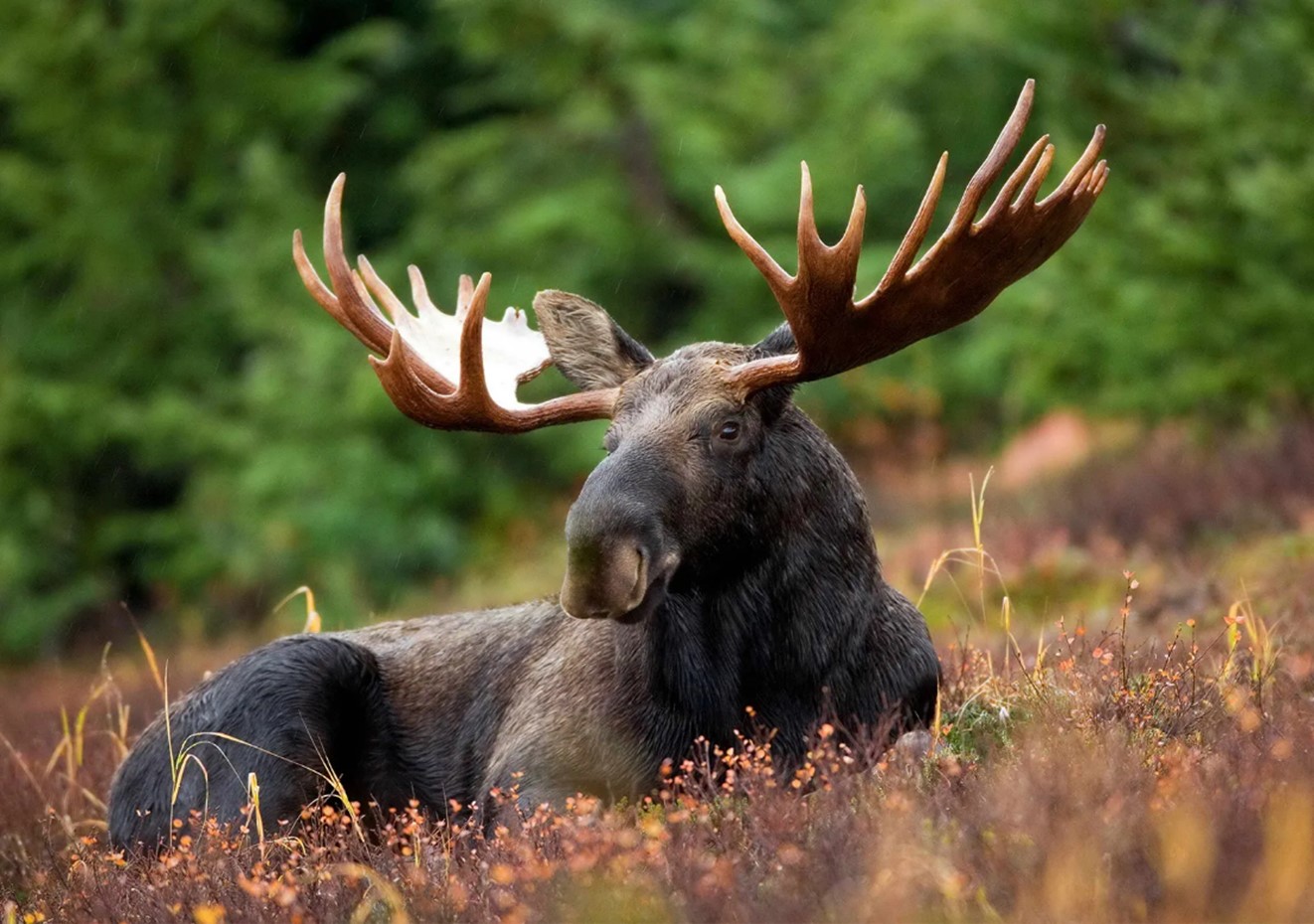Eastern Moose