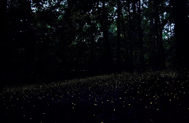 Fireflies