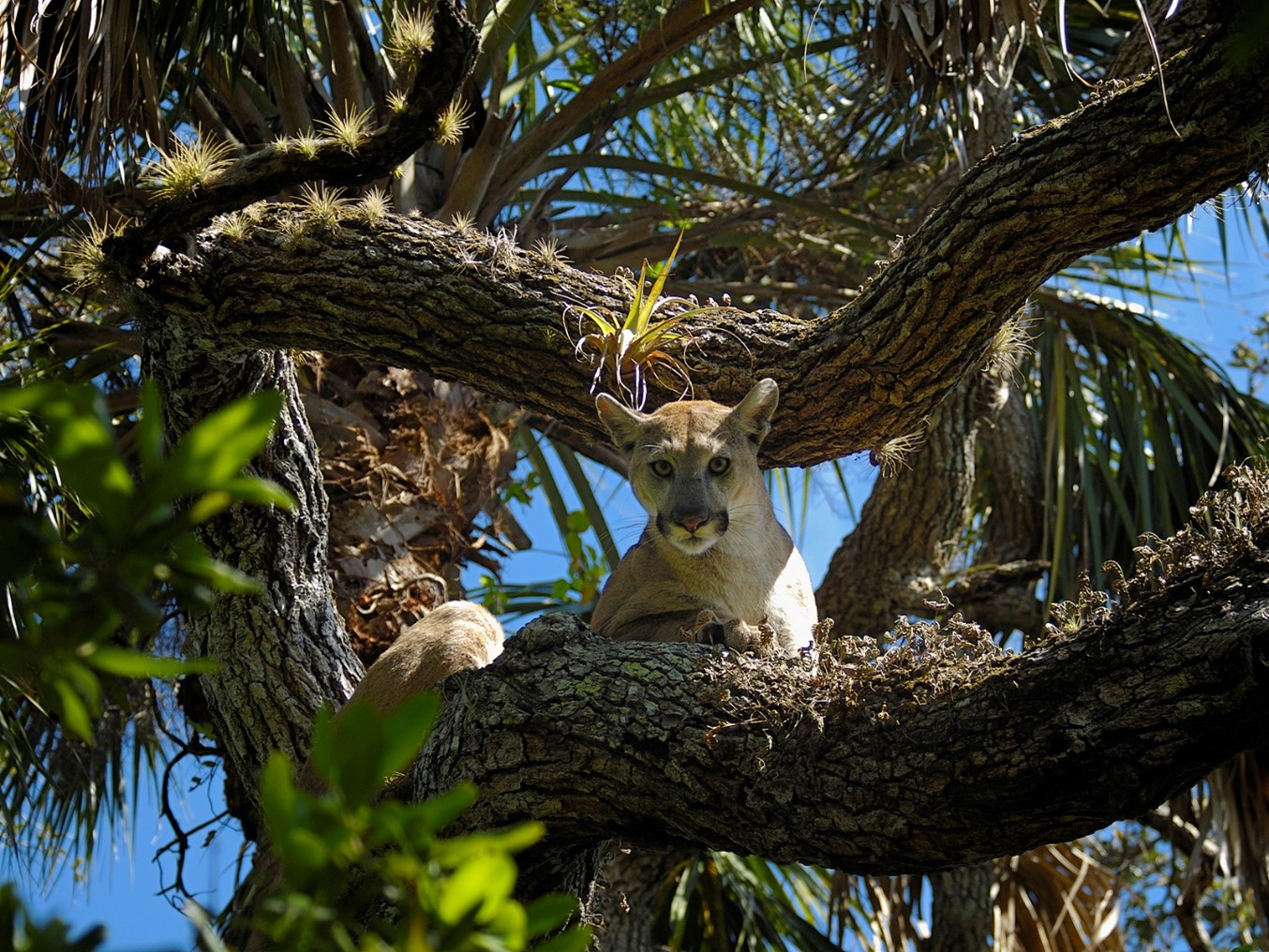 Florida Panther