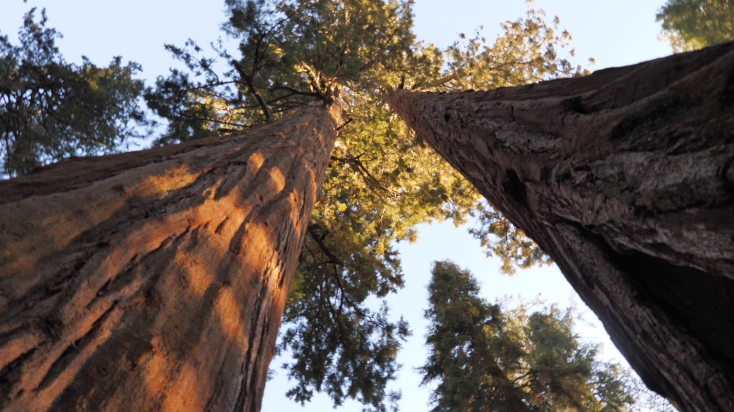Giant Sequoia