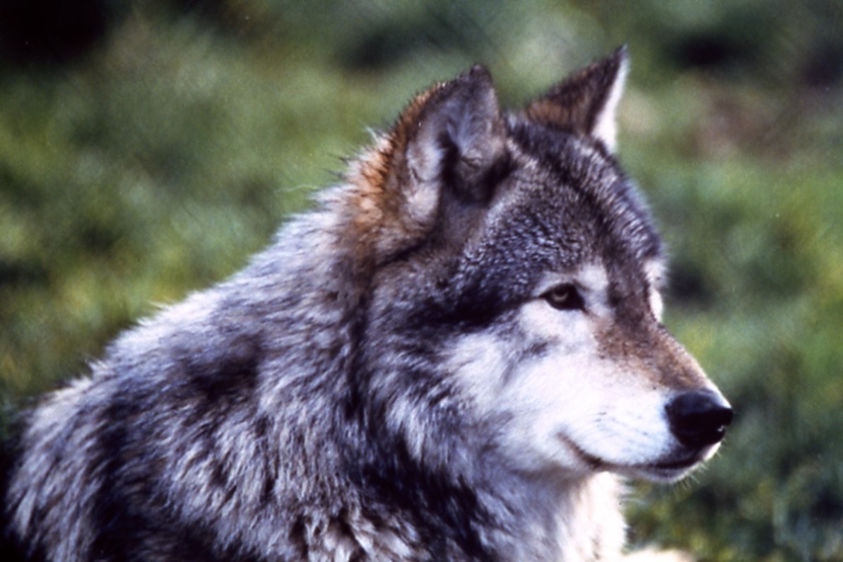 Gray Wolf
