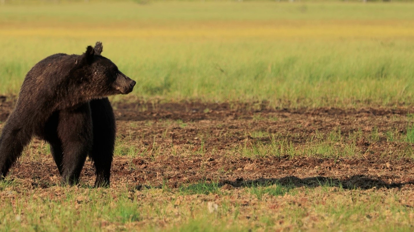 Grizzly Bear
