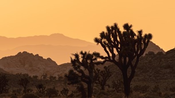 Joshua Tree