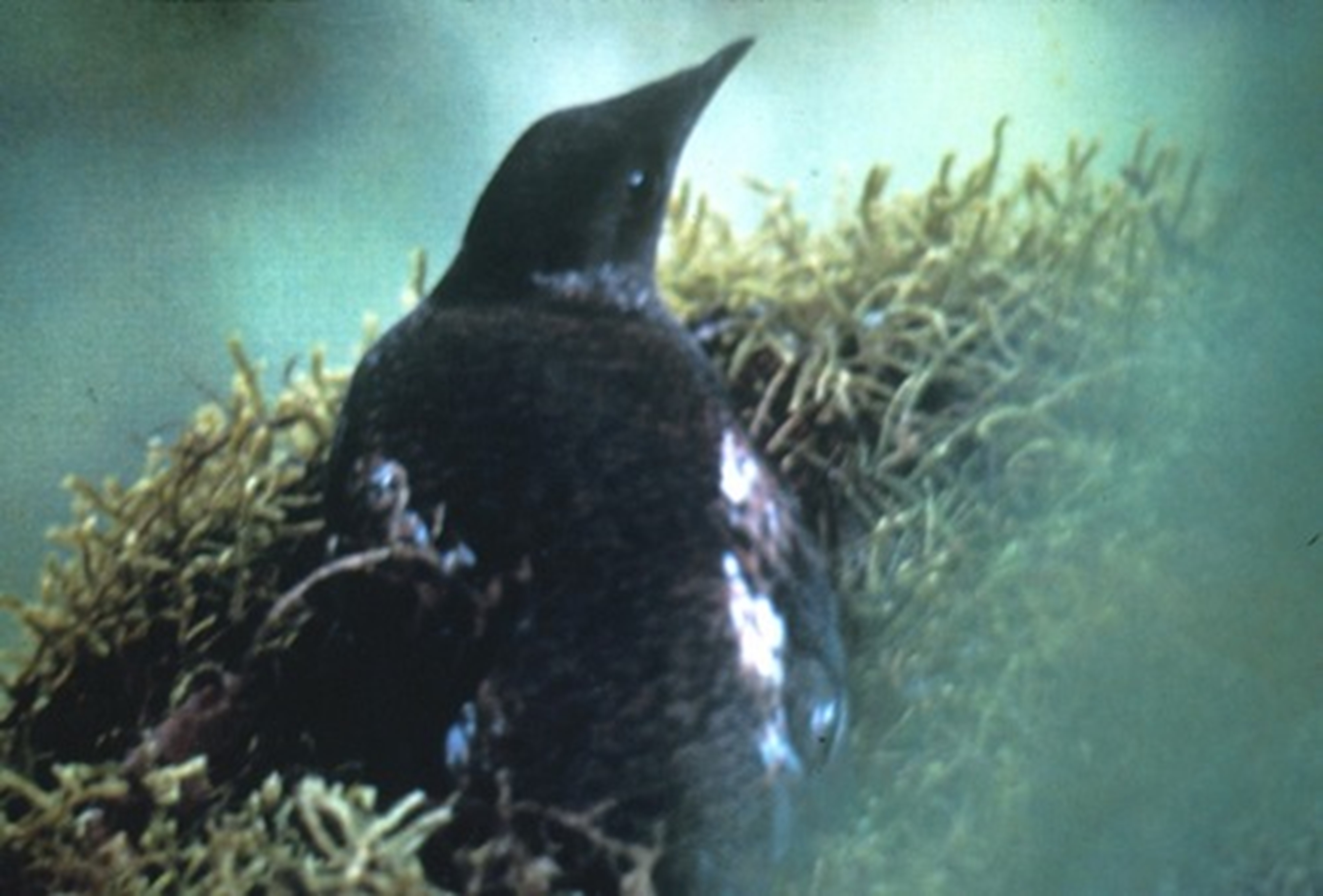 Marbled Murrelet