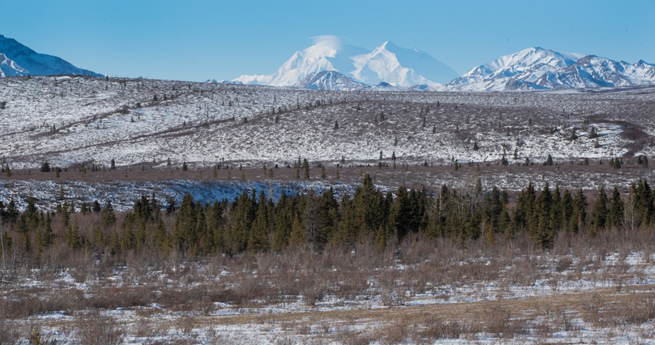 Mt. Denali