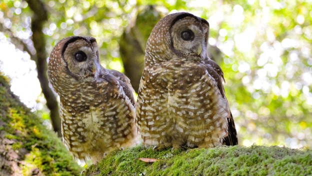 Northern Spotted Owl