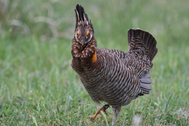 Prairie Chicken