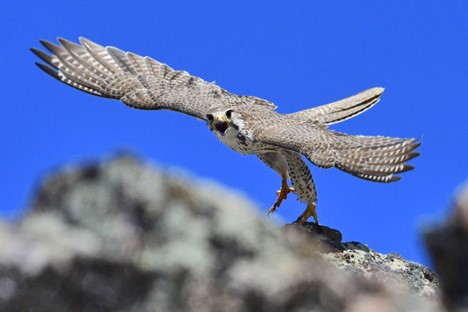 Pregrine Falcon