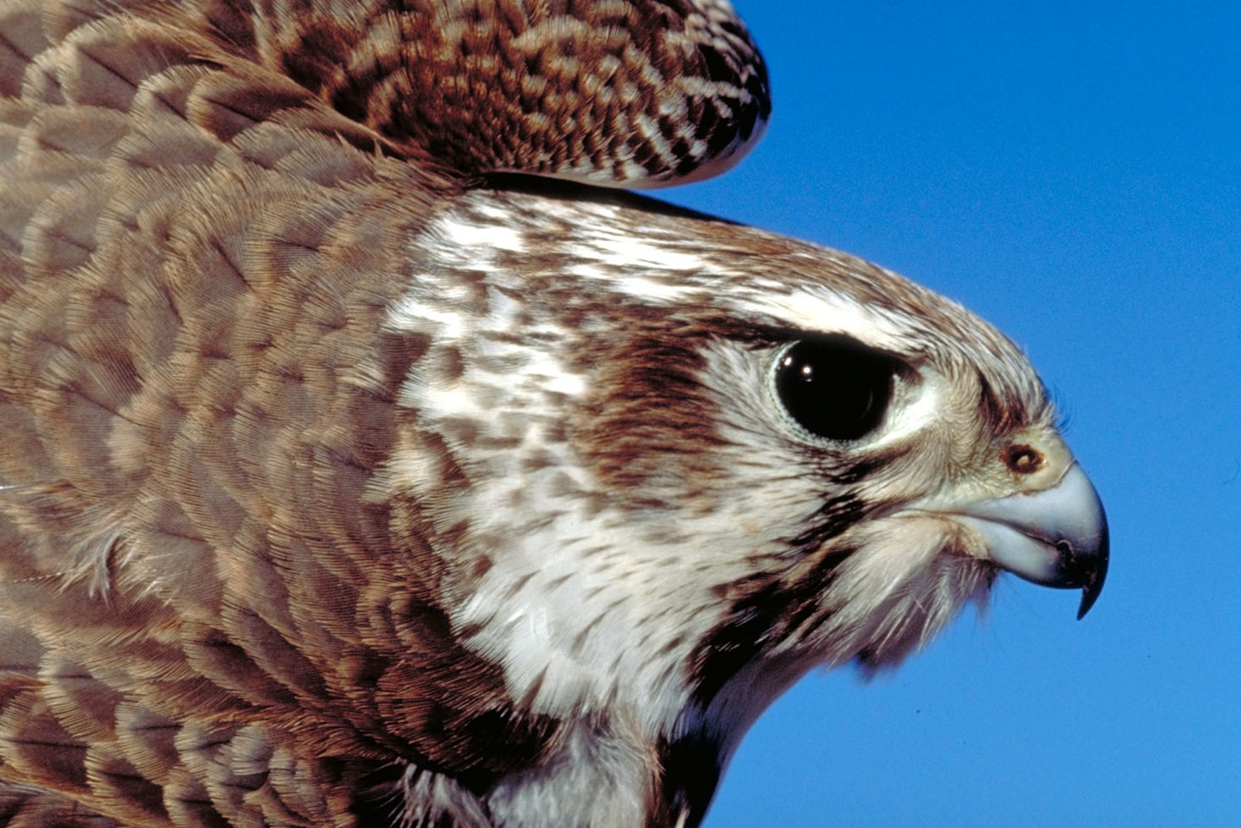 Pregrine Falcon