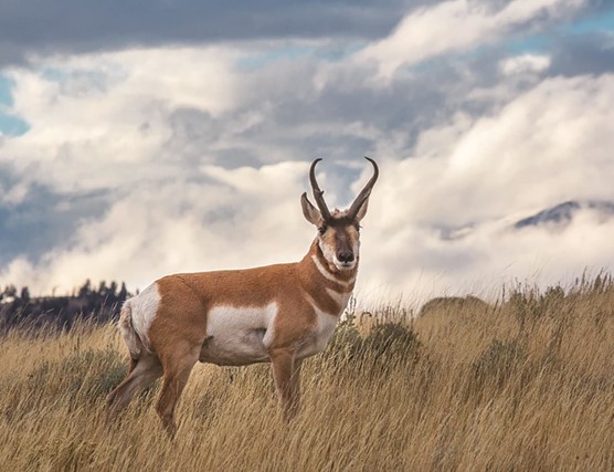 Pronghorn Antelope