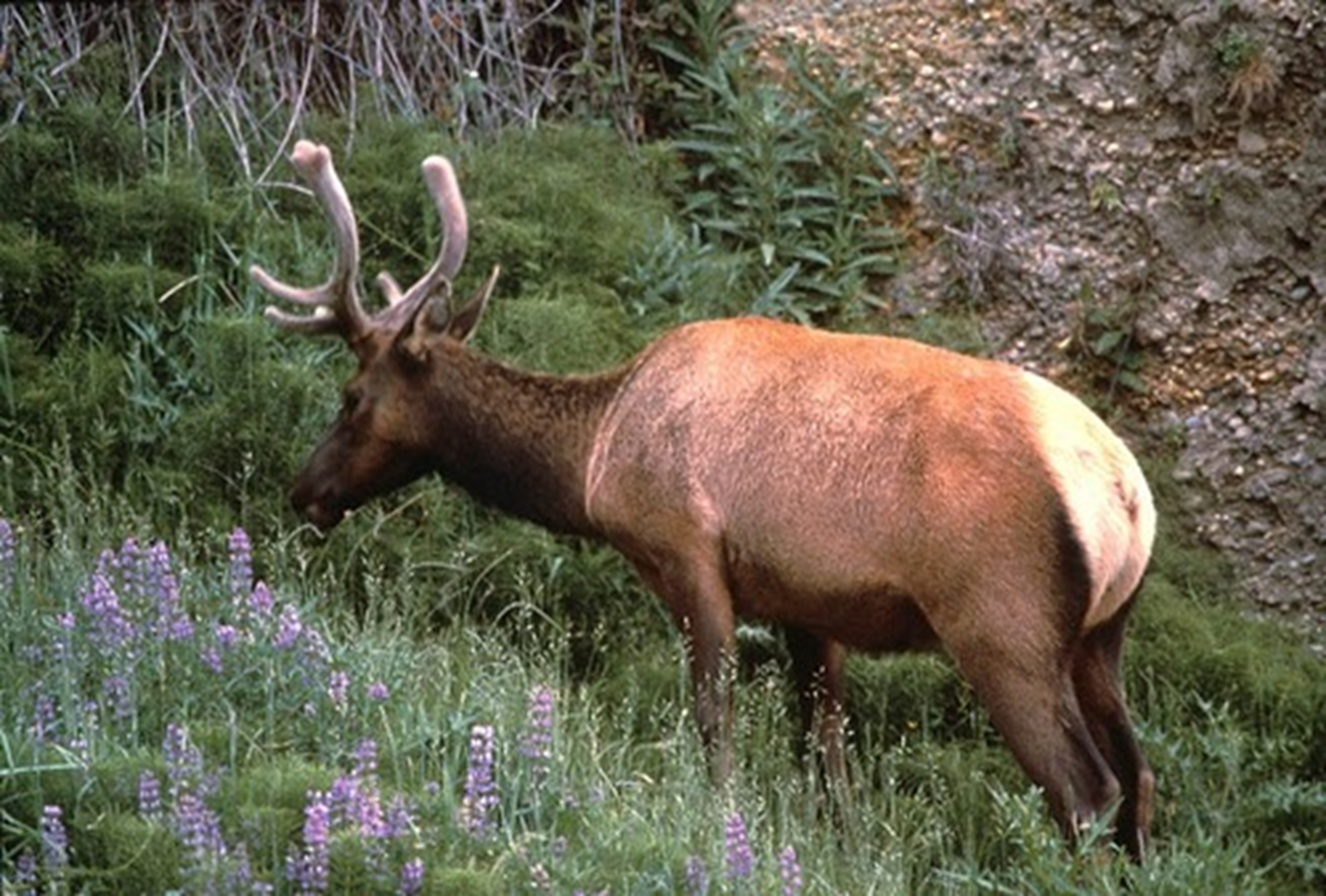 Roosevelt Elk