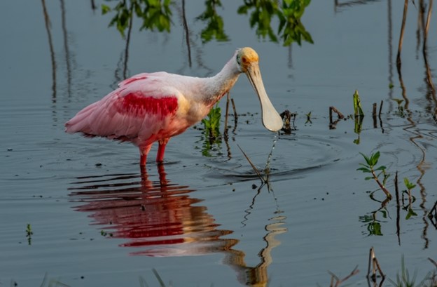 Roseate Spoonbill