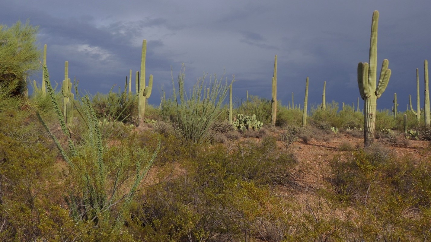 Saguaro National Park