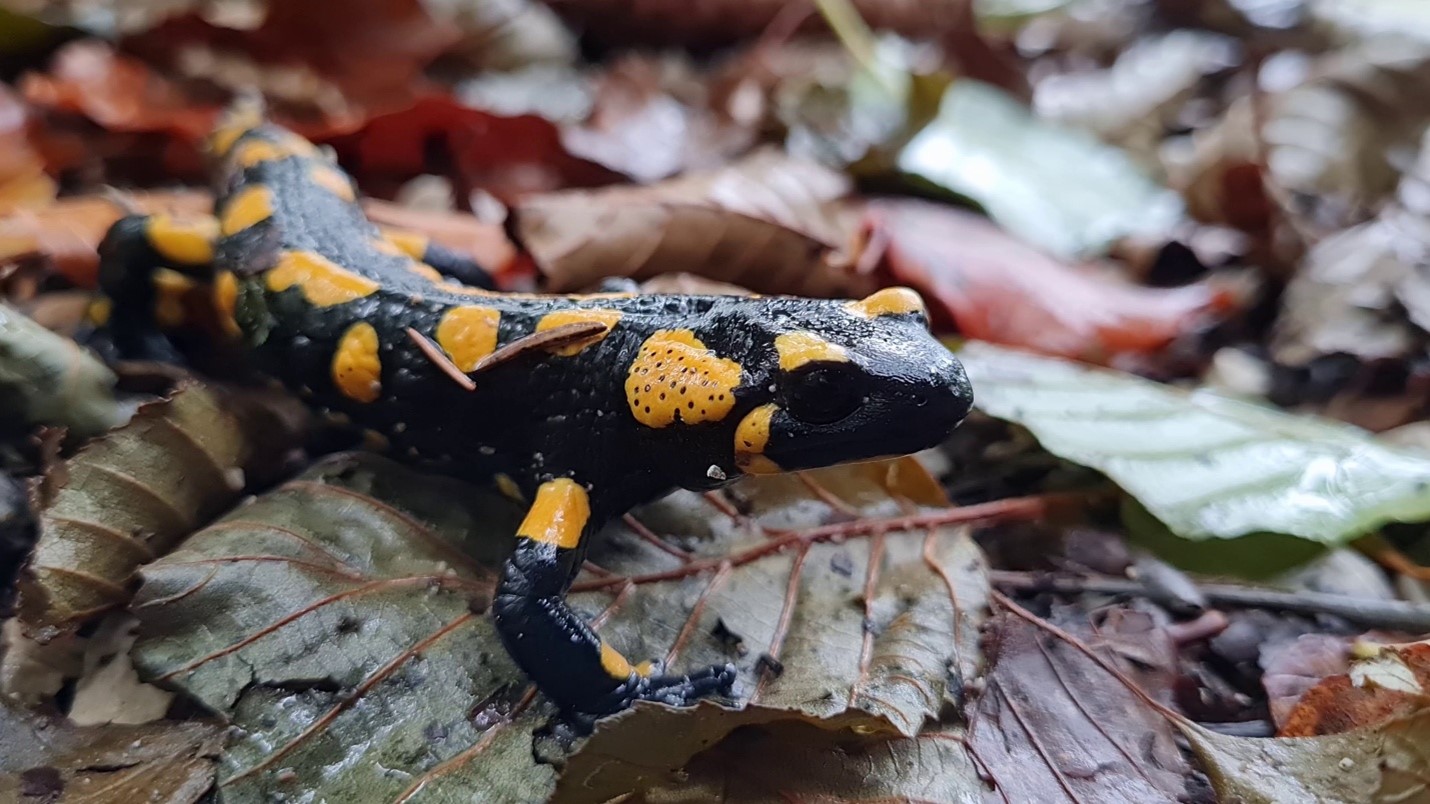 Salamander
