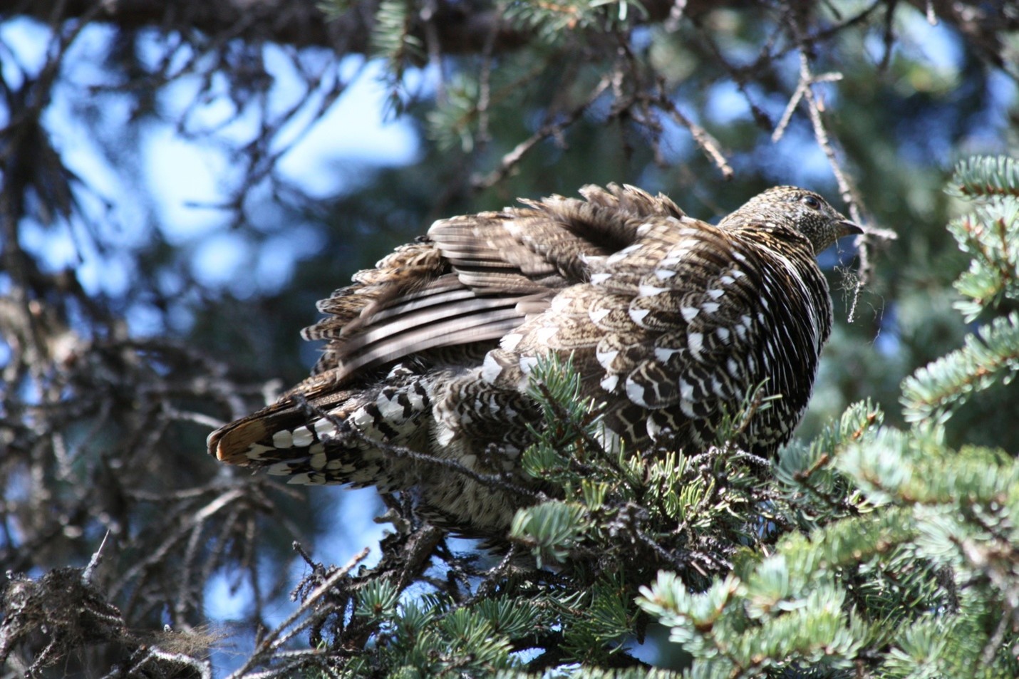 Spruce Grouse
