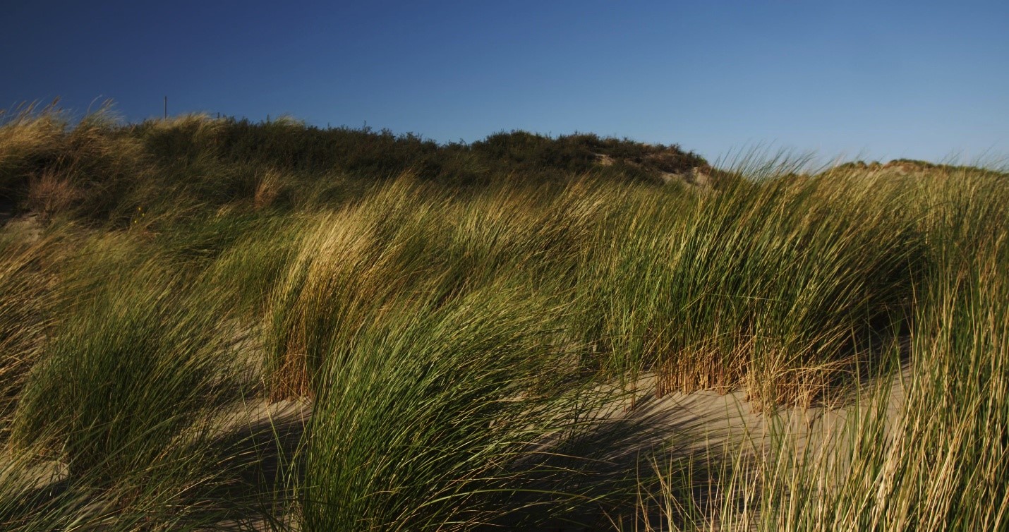 cleaner alternative to fossil fuels