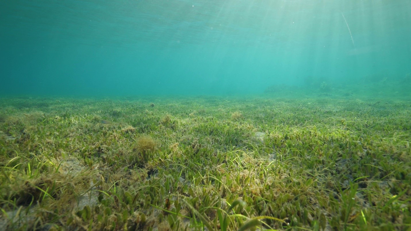 cleaner alternative to fossil fuels